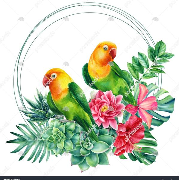 عکس نقاشی طوطی برزیلی