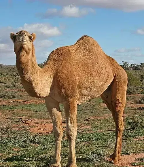 عکس نقاشی کودکانه شتر دیدی ندیدی