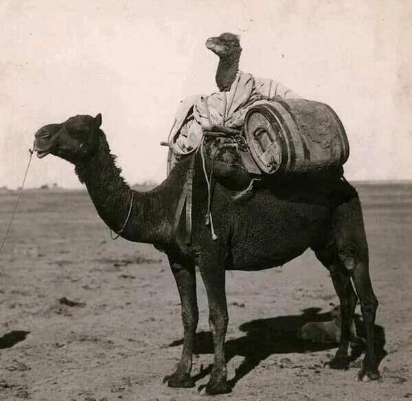 عکس نقاشی شتر کوچک