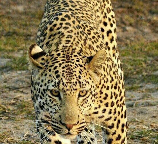 عکس نقاشی روی صورت یوزپلنگ
