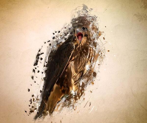 عکس نقاشی صورت شاهین