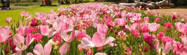 عکس باغ گلها در دبی