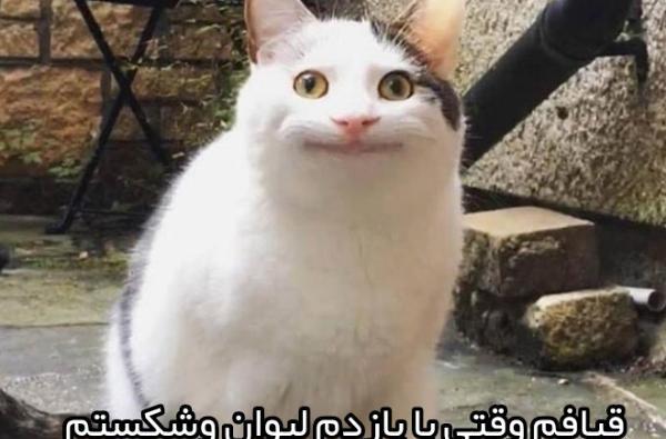 عکس گربه با ماسک بتمن