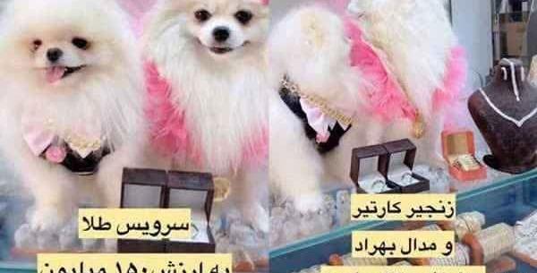 عکس سگ بتمنی