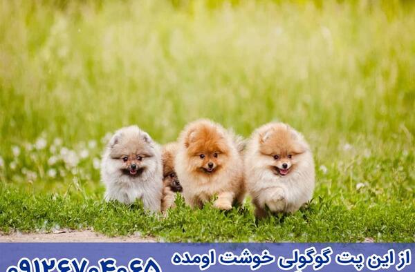 عکس خوابیدن سگ
