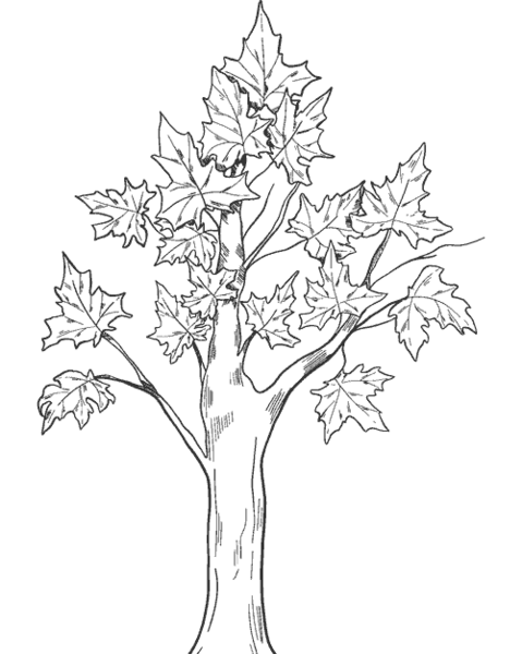 عکس نقاشی روز درختکاری کودکانه