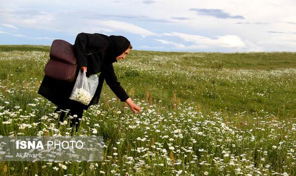 ژست عکس با گل بابونه
