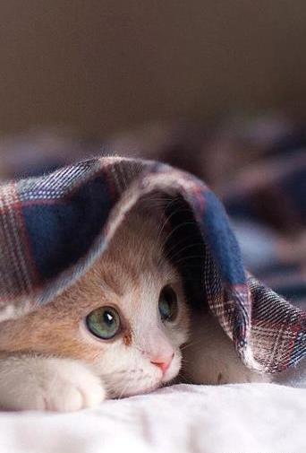 عکس بچه نی نی گربه