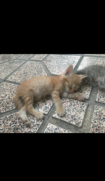 عکس بچه نی نی گربه