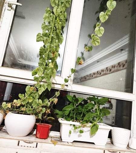 عکس گلدوناتون نی نی سایت
