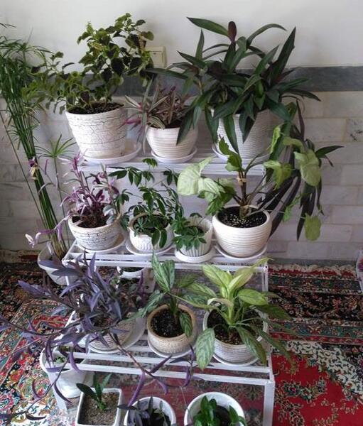 عکس گلدوناتون نی نی سایت