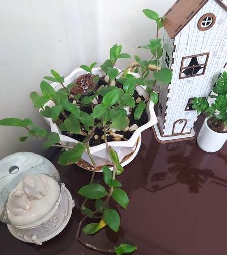 عکس گلدوناتون نی نی سایت