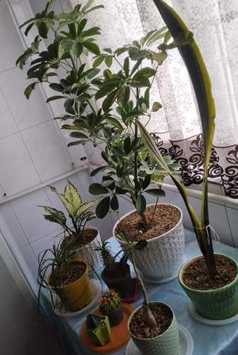 عکس گلدوناتون نی نی سایت