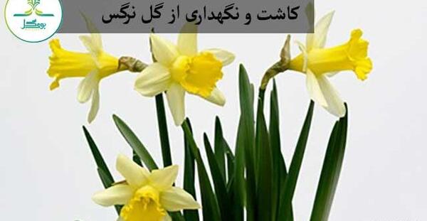 عکس مدرسه ی گل نرگس