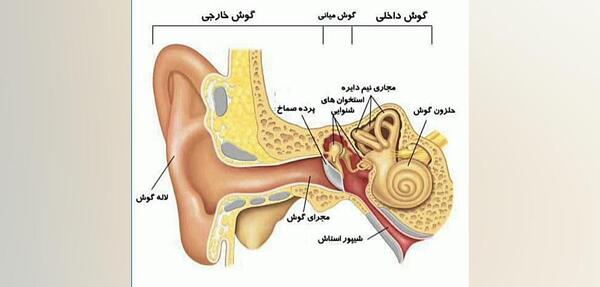 عکس گوش کلاس پنجم دبستان