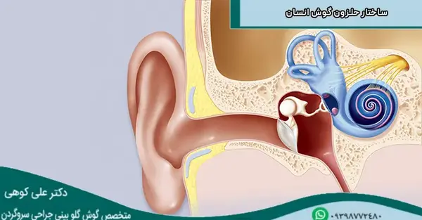 عکس اجزای گوش کلاس پنجم