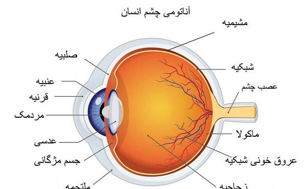 عکس اجزای گوش کلاس پنجم