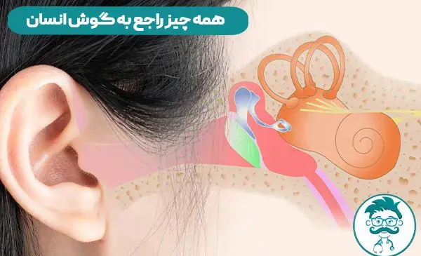 عکس اجزای گوش کلاس پنجم