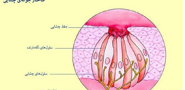عکس چشم کلاس هشتم