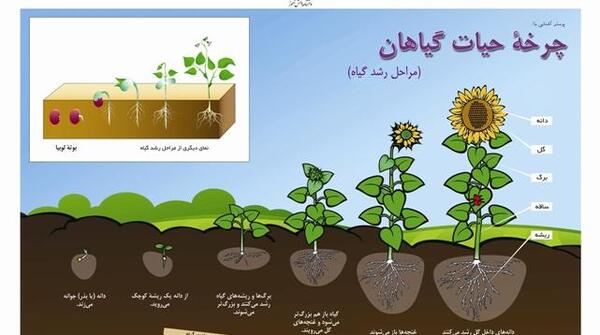 عکس رشد لوبیا برای کلاس دوم
