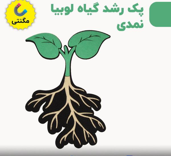 عکس رشد لوبیا برای کلاس دوم