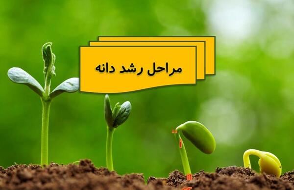 عکس رشد لوبیا برای کلاس دوم