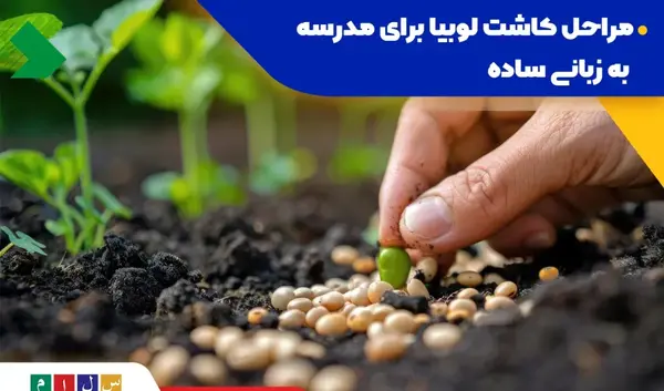 عکس رشد لوبیا برای کلاس دوم