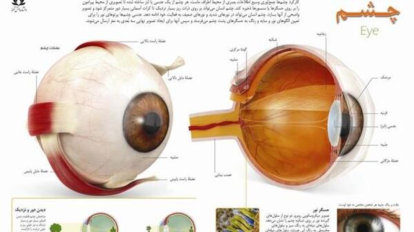 عکس ماکت گوش کلاس پنجم
