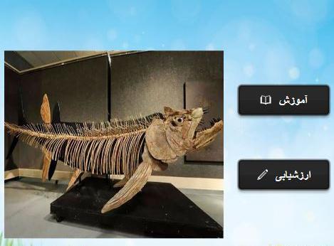 عکس فسیل ها کلاس پنجم