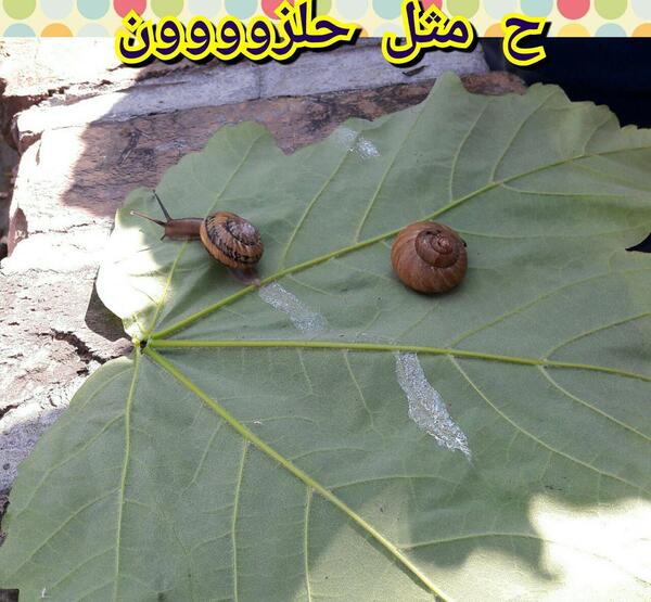 عکس حلزون برای کلاس اول