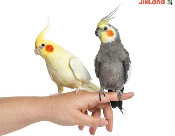 عکس تاج عروس هلندی