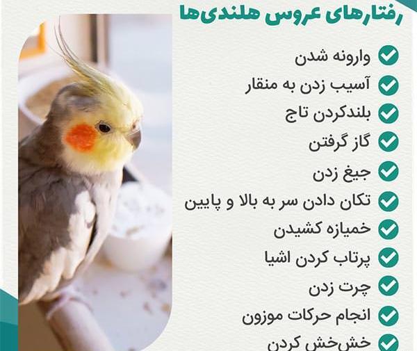 عکس تاج عروس هلندی