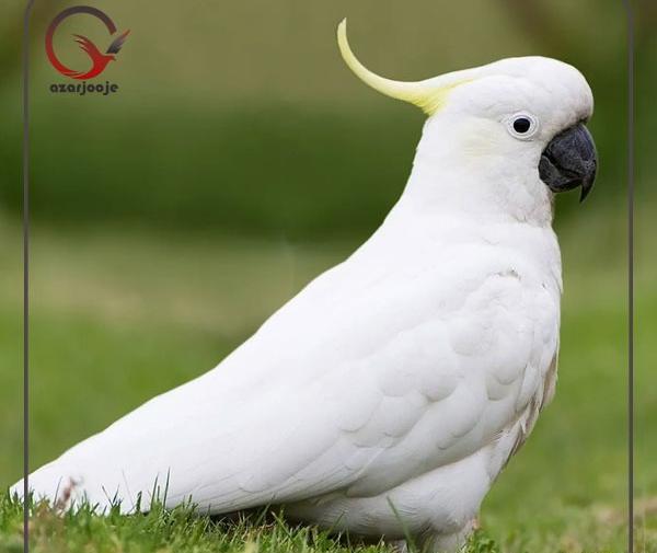 عکس پرنده تاج قرمز کاکلی