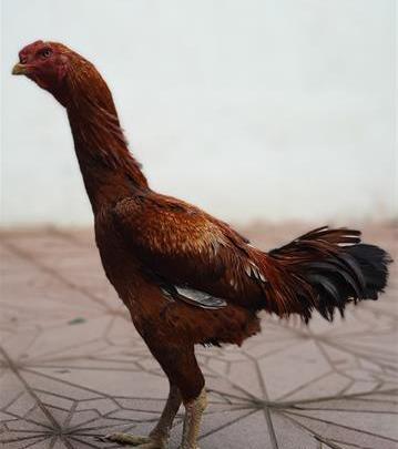 عکس تاج خروس لاری