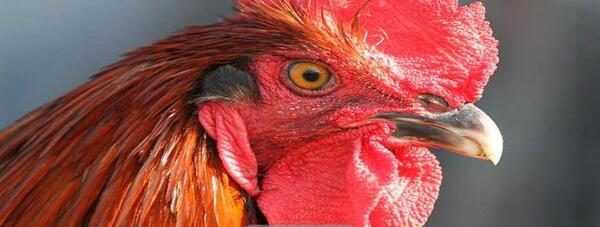 عکس تاج خروسی