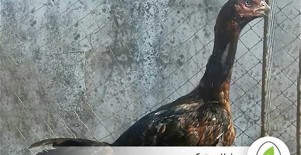 عکس خروس تاج میل