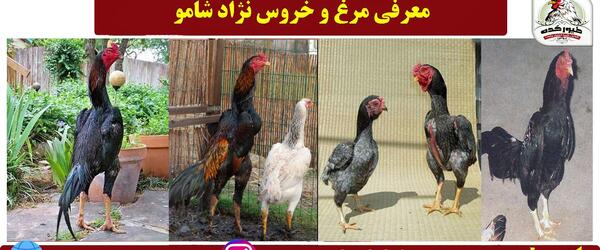 عکس خروس تاج میل
