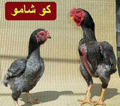 عکس خروس تاج میل