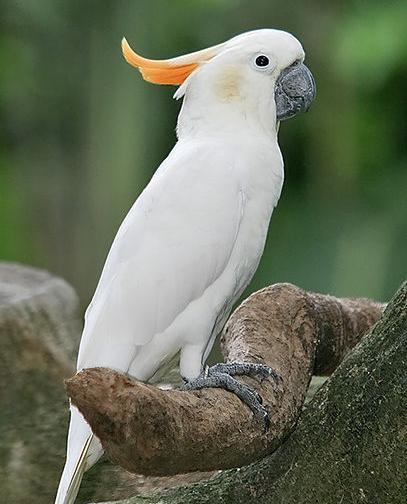 عکس کاکادو تاج زرد