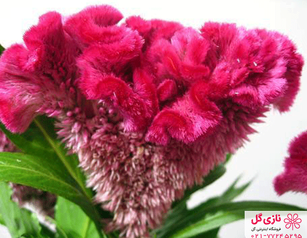 عکس انواع گل تاج خروس