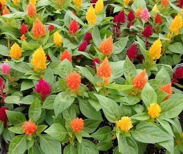 عکس انواع گل تاج خروس