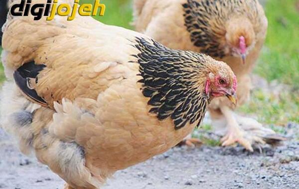 عکس خروس چهل تاج سفید