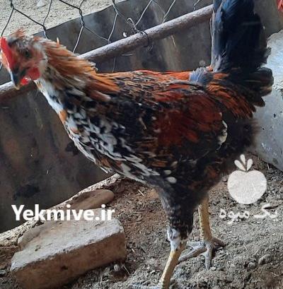 عکس خروس چهل تاج سفید