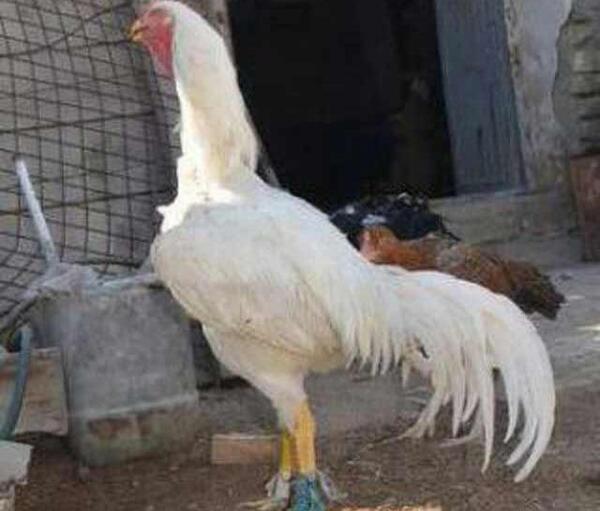 عکس خروس چهل تاج سفید