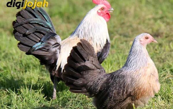 عکس خروس چهل تاج سفید