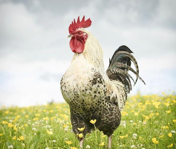 عکس خروس محلی چهل تاج