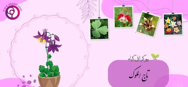 عکس های تاج الملوک