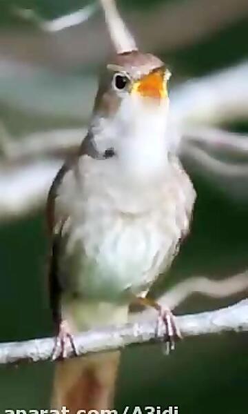 صبح بخیر با عکس پرندگان