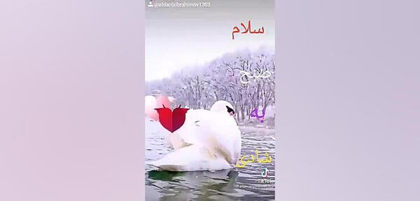 صبح بخیر با عکس پرندگان