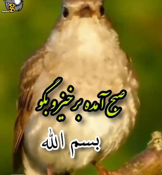 صبح بخیر با عکس پرندگان